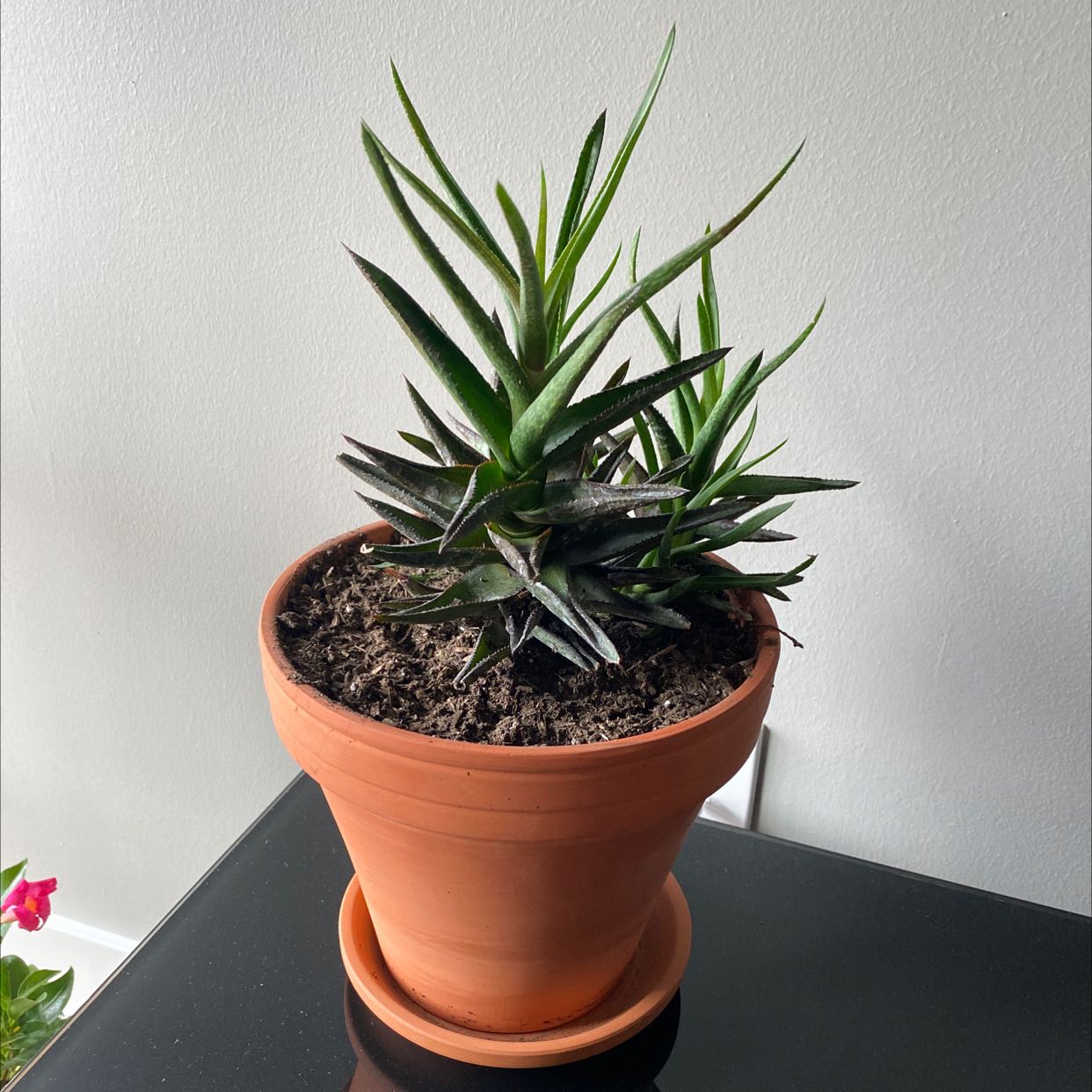 Photo of the plant species Fynbos aloe by @DiscipleRedbush named Spike on Greg, the plant care app