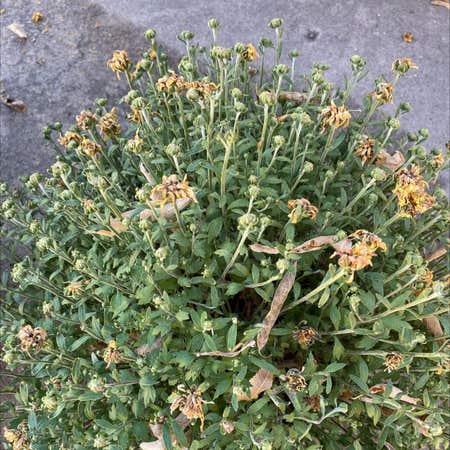 Photo of the plant species California Brittlebush by Chippercarrot named Mum#1 on Greg, the plant care app