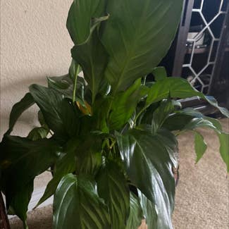 Peace Lily plant in Carlsbad, California