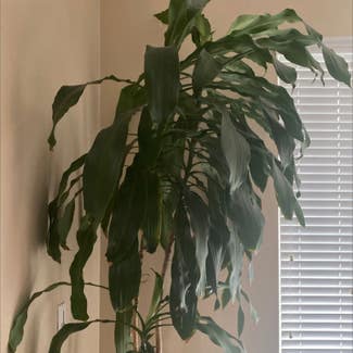 Cornstalk Dracaena plant in Carlsbad, California