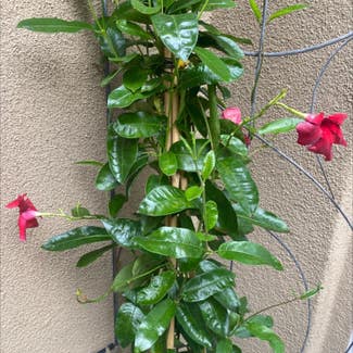 Brazilian Jasmine plant in Carlsbad, California