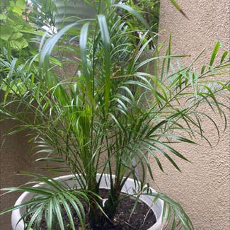 Pygmy Date Palm plant in Carlsbad, California