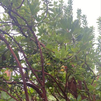 Strawberry-Tree plant in Carlsbad, California