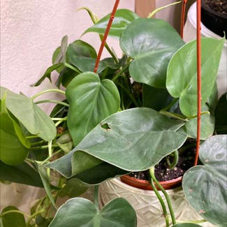 Heartleaf Philodendron plant in Carlsbad, California