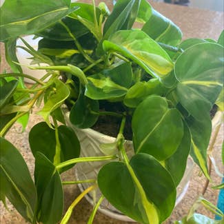 Heartleaf Philodendron plant in Carlsbad, California