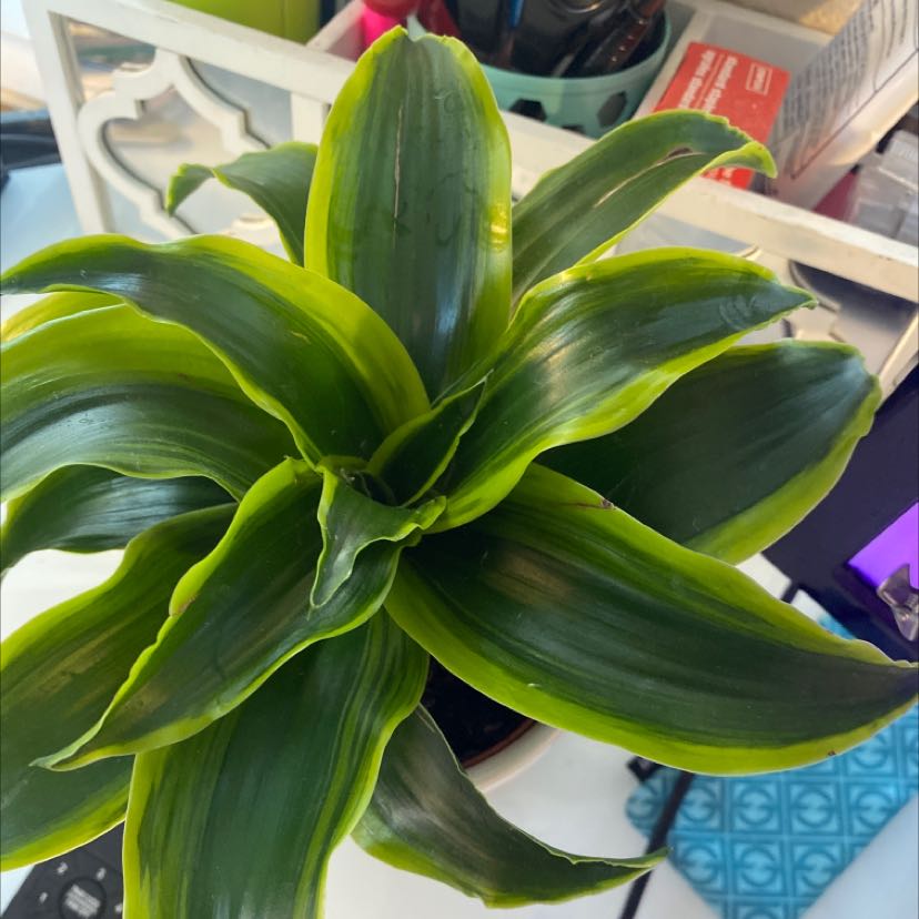 Dracaena 'Tornado' plant with vibrant green leaves, healthy appearance.