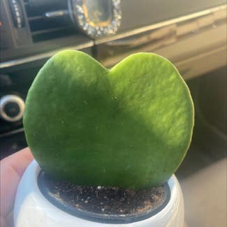 Sweetheart Hoya plant in Carlsbad, California