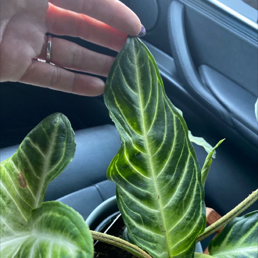 Xanthosoma Angel wings plant with vibrant green leaves, hand holding one leaf.