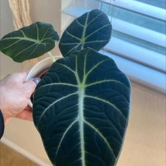Black Velvet Alocasia plant in Carlsbad, California
