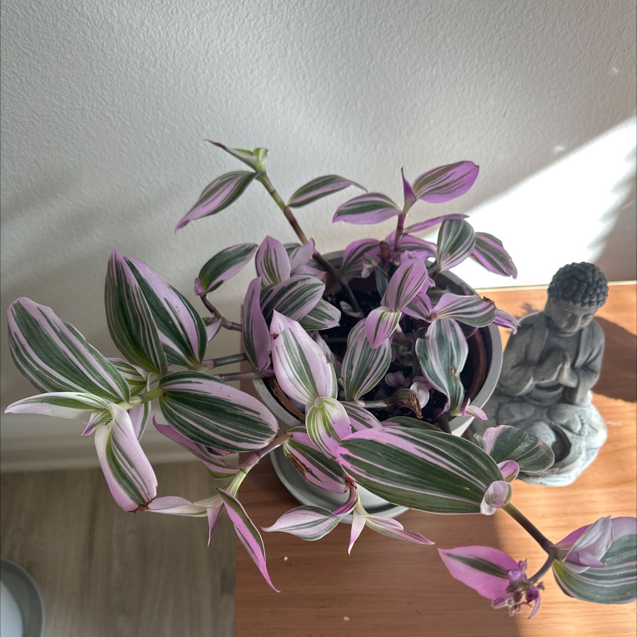 Photo of the plant species Small-Leaf Spiderwort by @SwiftTokyosun named Pinky on Greg, the plant care app