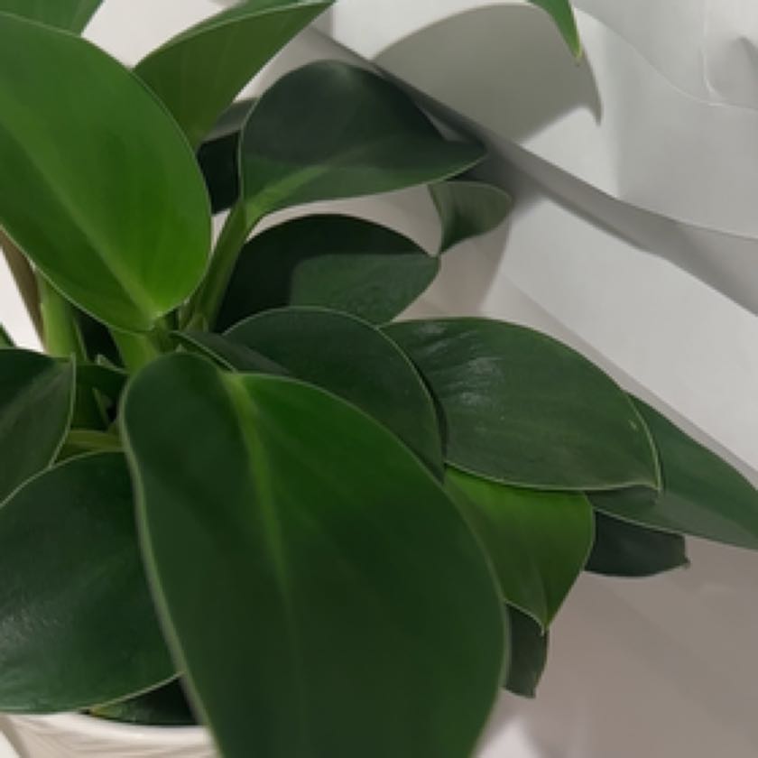 Photo of the plant species Philodendron 'Mia' by @SwiftTokyosun named Diana on Greg, the plant care app