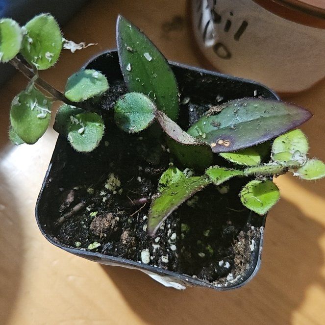 Photo of the plant species Hoya parviflora by @YesNoni named Kylie on Greg, the plant care app