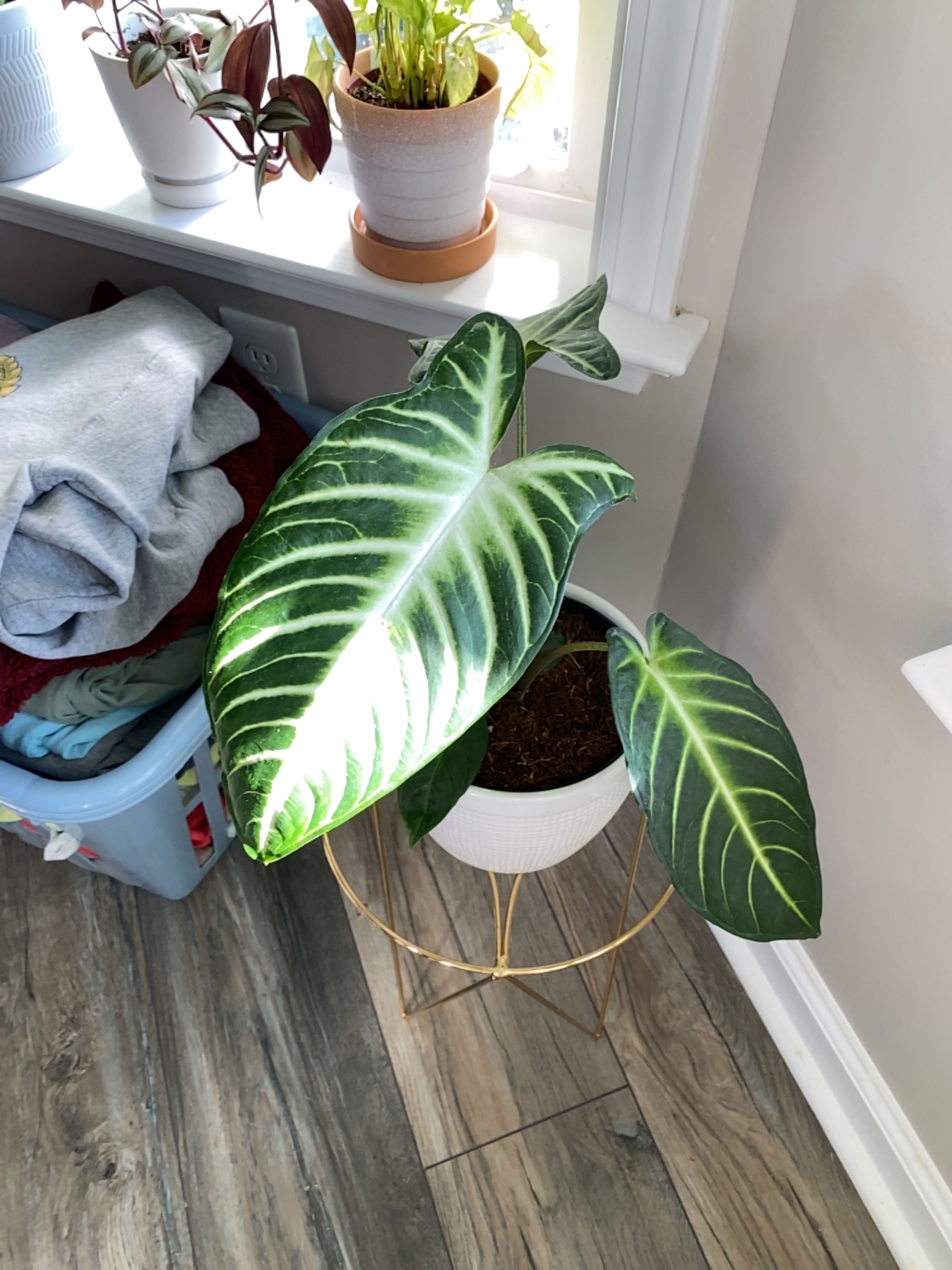 Xanthosoma Angel wings plant in a white pot with large green leaves and white veins.