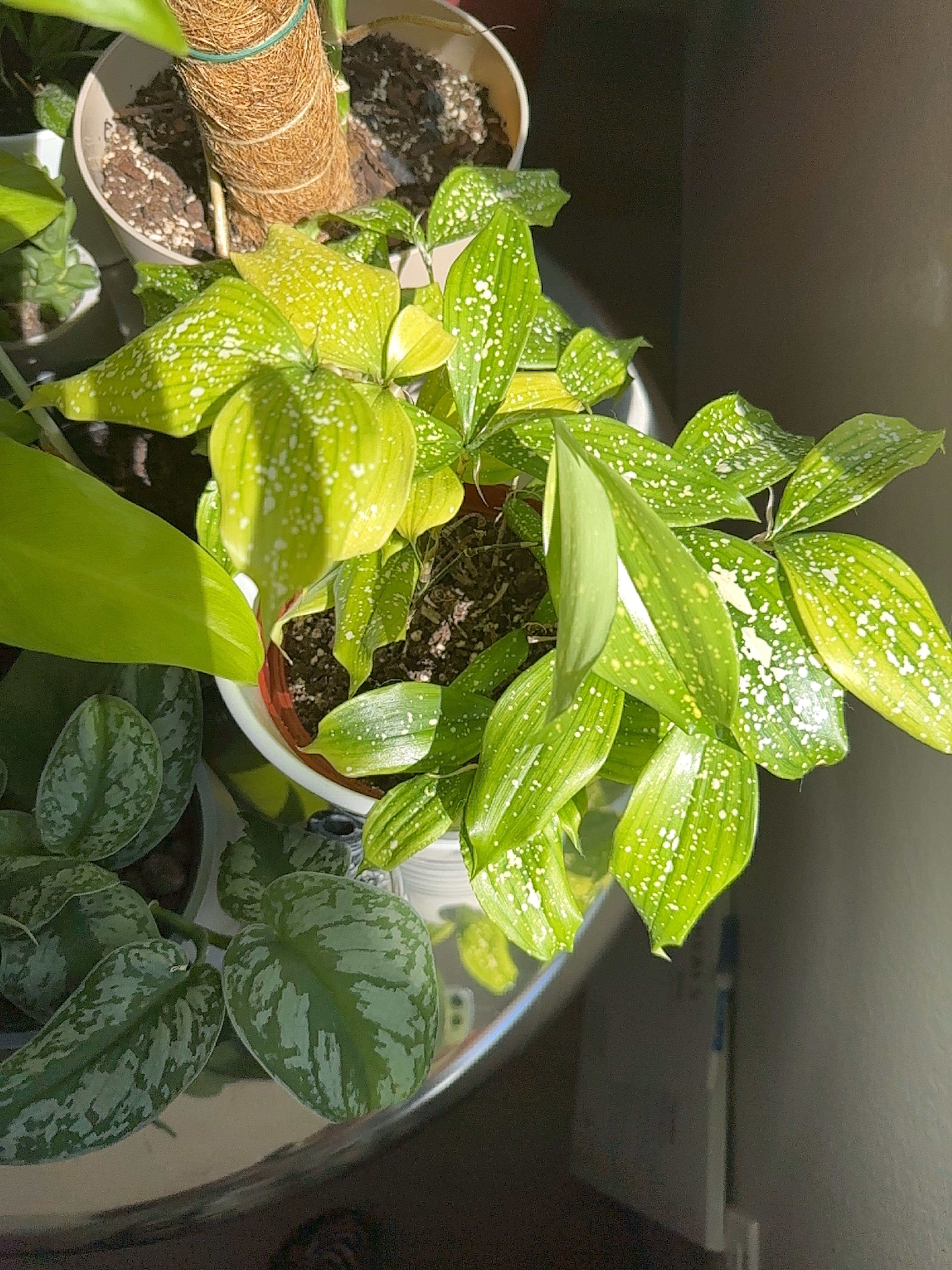 Dracaena 'Florida Beauty' plant with variegated leaves in a pot, showing some yellowing.
