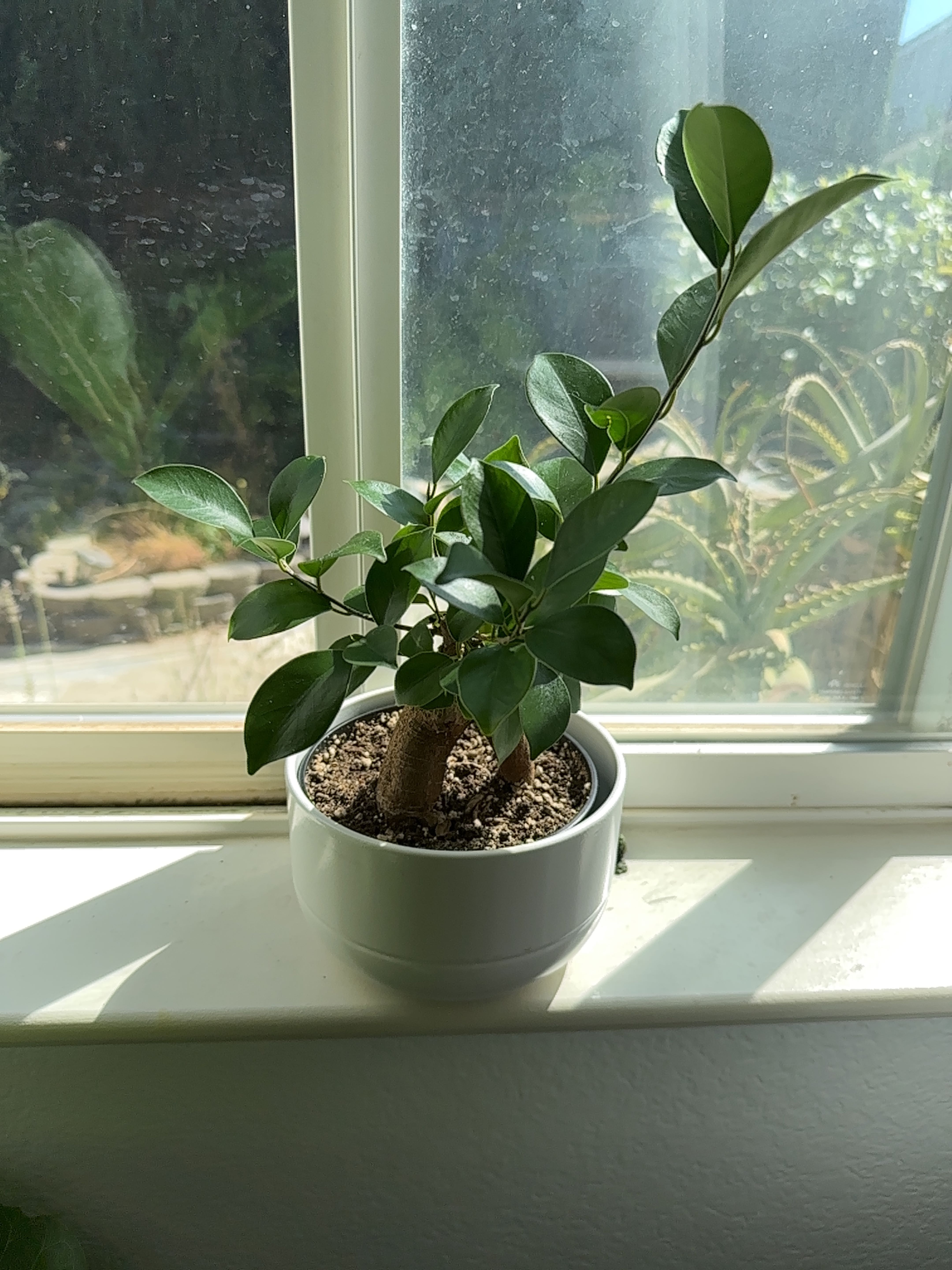 Photo of the plant species Ficus Ginseng by @JoyfulPinkpoui named Your plant on Greg, the plant care app