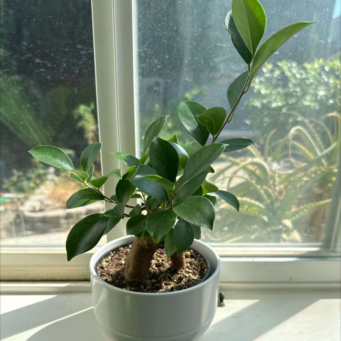 Photo of the plant species Ficus Ginseng by @JoyfulPinkpoui named Your plant on Greg, the plant care app