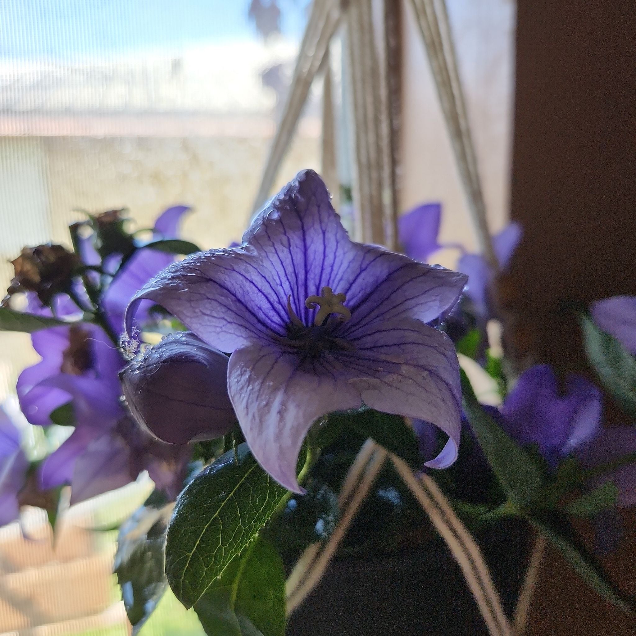 🎈 How and When Should I Cut Back My BalloonFlower?