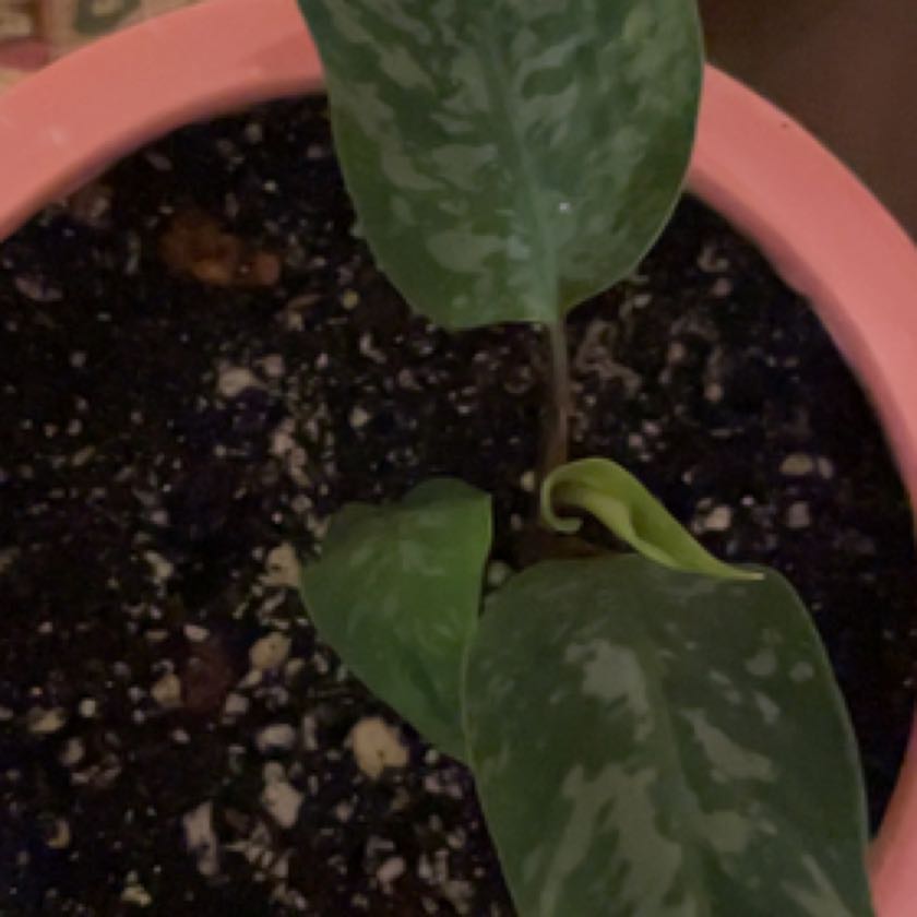 Photo of the plant species motleyana elite by @CharismaticCat named Schismatoglottis on Greg, the plant care app