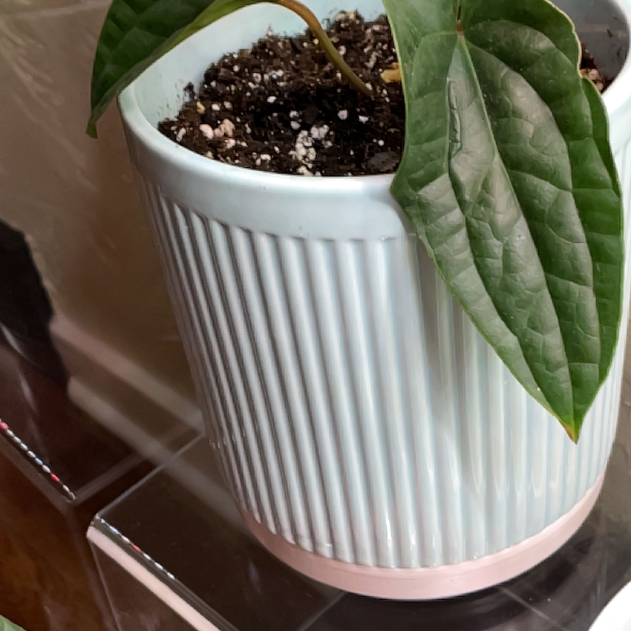 Potted Anthurium Radicans x Luxurians with healthy green leaves and visible soil.