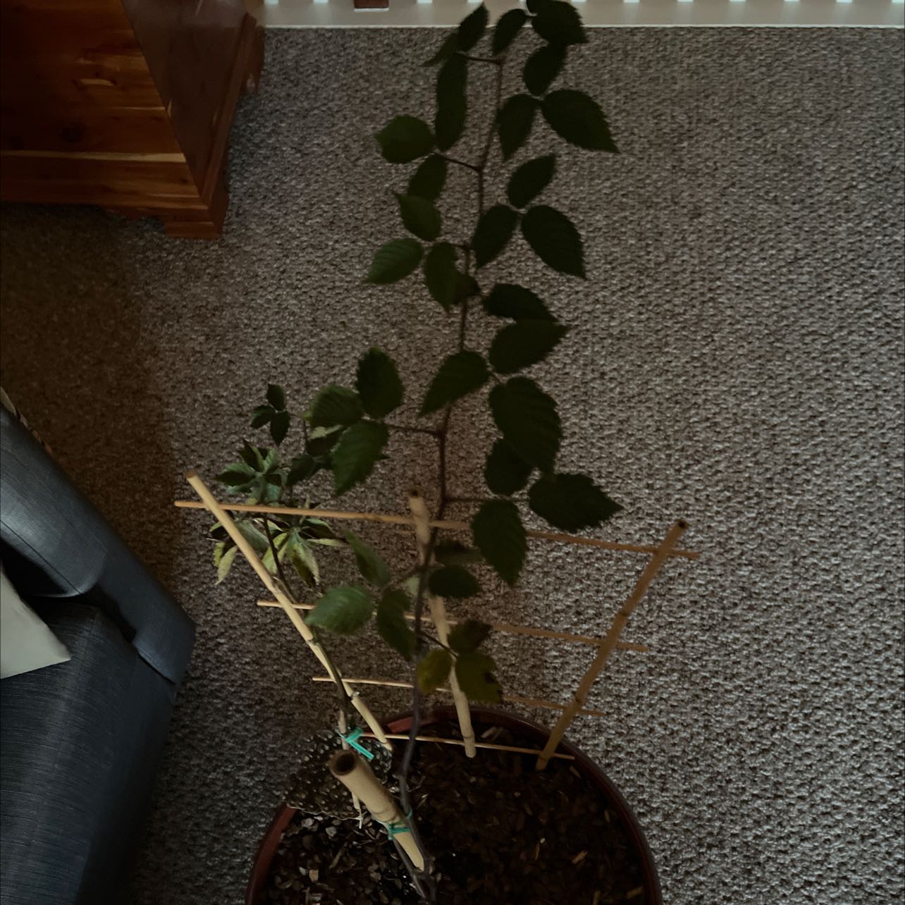 Photo of the plant species Pennsylvania Blackberry by @IdealMedeola named Eunice on Greg, the plant care app