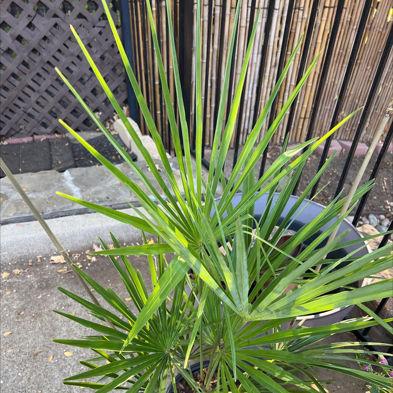 Chinese Windmill Palm with green fan-shaped leaves, well-framed and in focus.