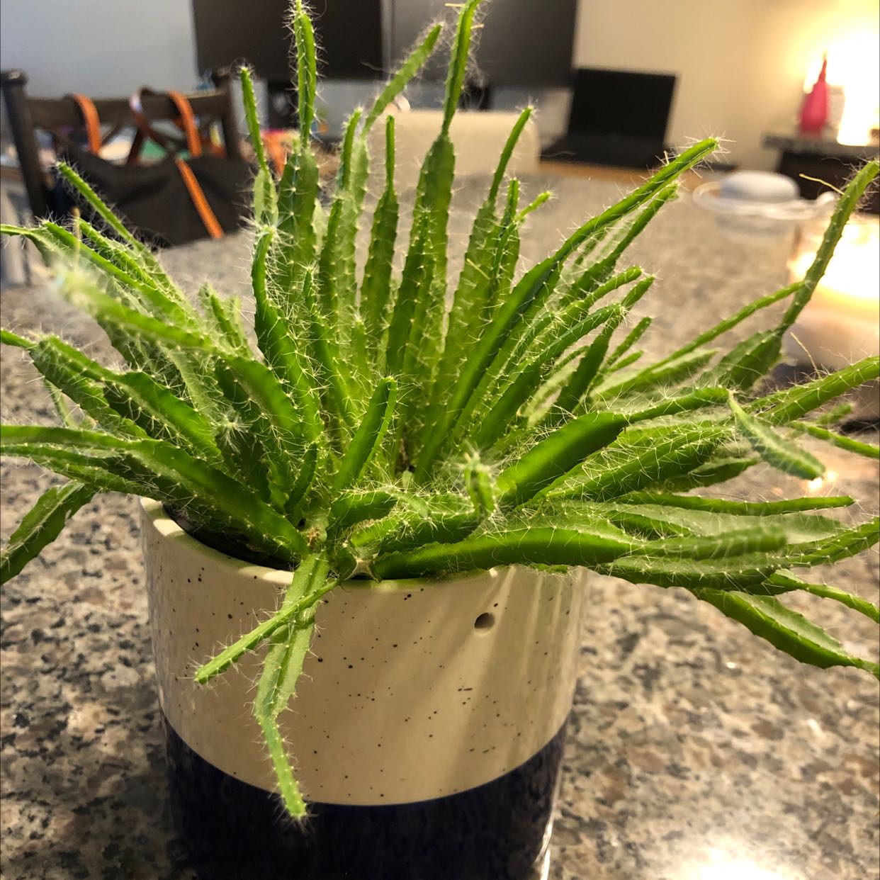 Lady-Finger Hedgehog Cactus in a pot on a countertop, appearing healthy.