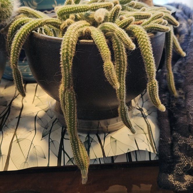 Photo of the plant species Rat Tail Cactus by @CultivatedOkra named Rat on Greg, the plant care app