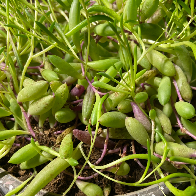 String of Rubies plant with green leaves and purple stems, appears healthy.