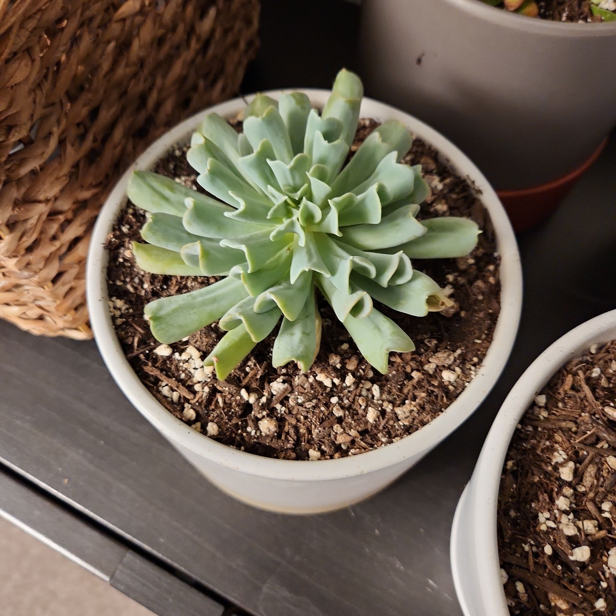 Photo of the plant species Echeveria Runyonii by @TangibleGabisan named Foxxy on Greg, the plant care app