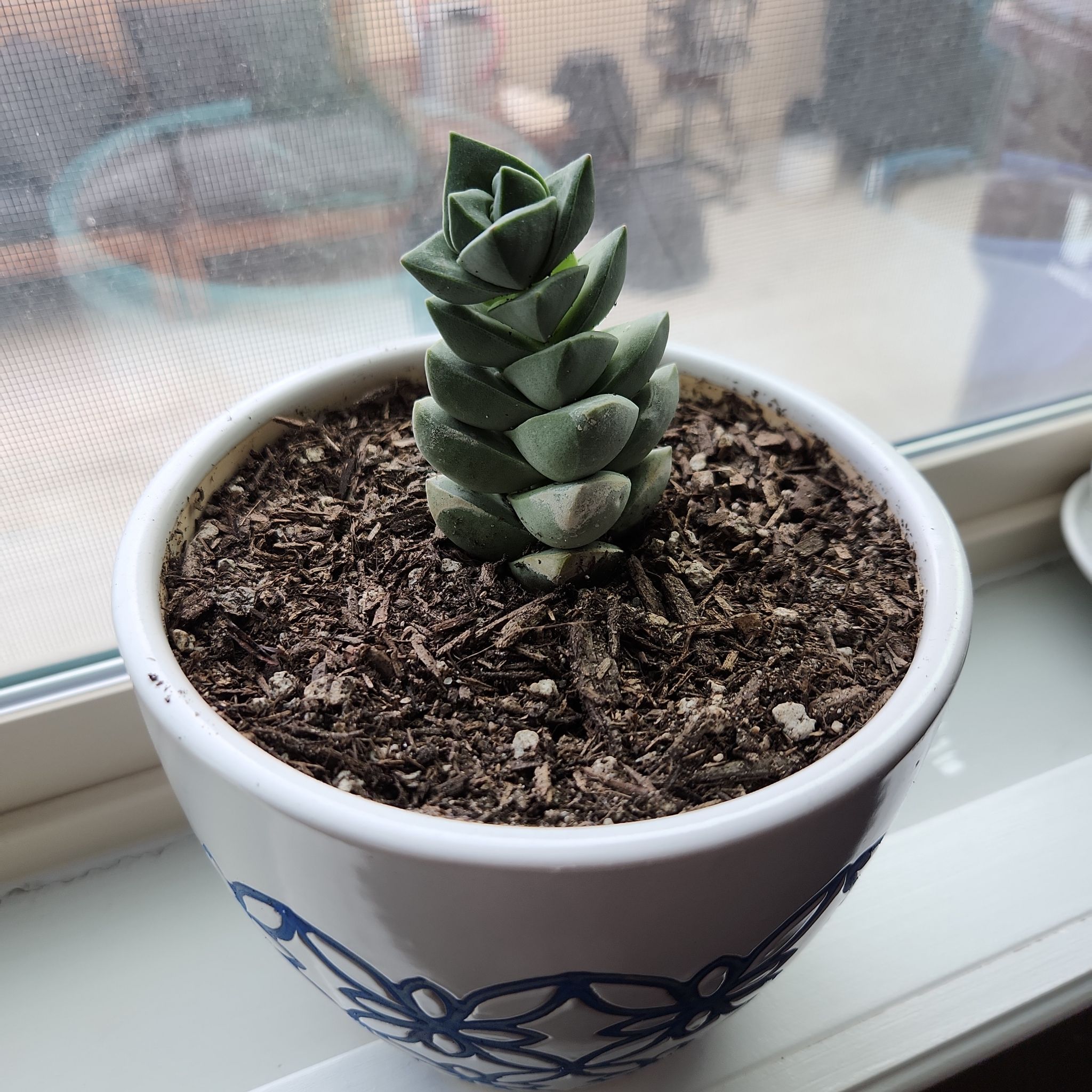 Photo of the plant species Crassula 'Moonglow' by @TangibleGabisan named Bigleef Smalls on Greg, the plant care app