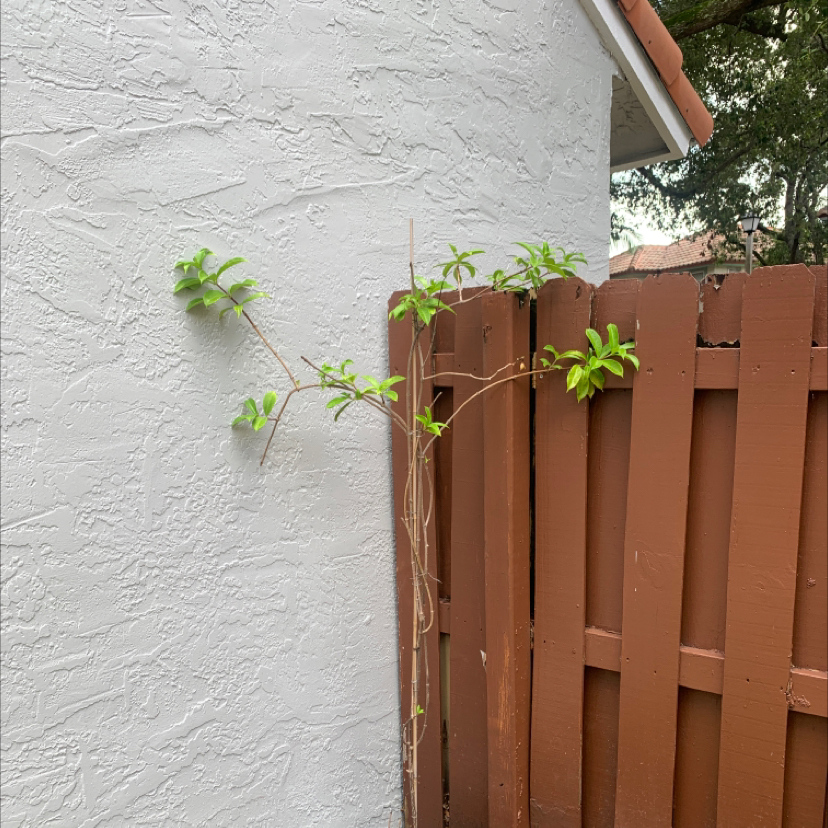 Golden Trumpet plant growing against a wall and wooden fence with green leaves.
