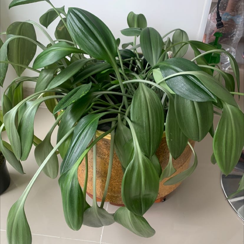 Potted Little White Soldiers plant with healthy green leaves.
