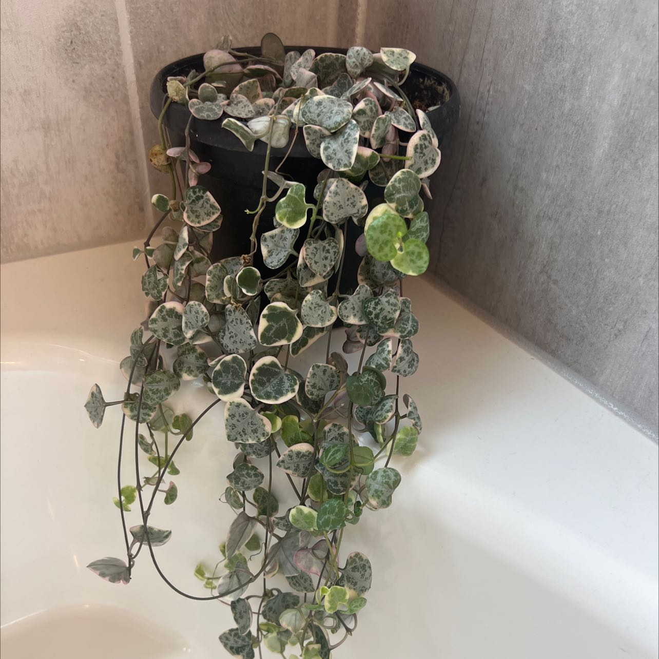 Variegated String of Hearts plant in a black pot with heart-shaped leaves.