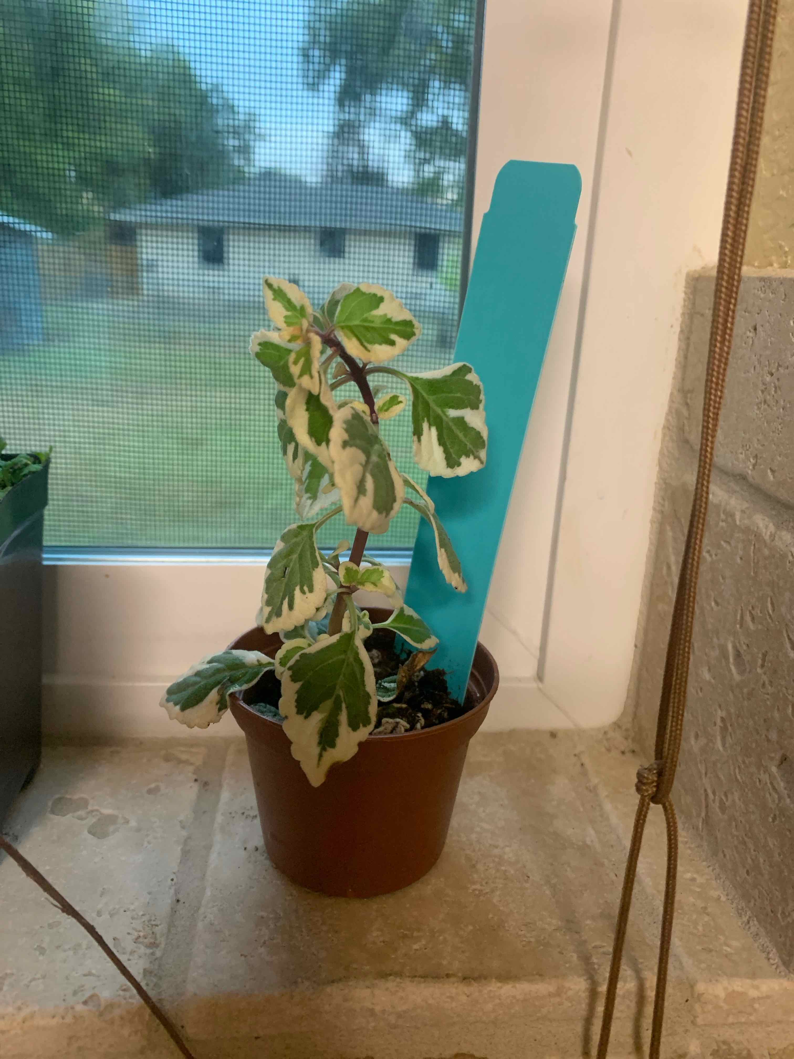 Plant care for Hemizygia on Greg, the plant care app