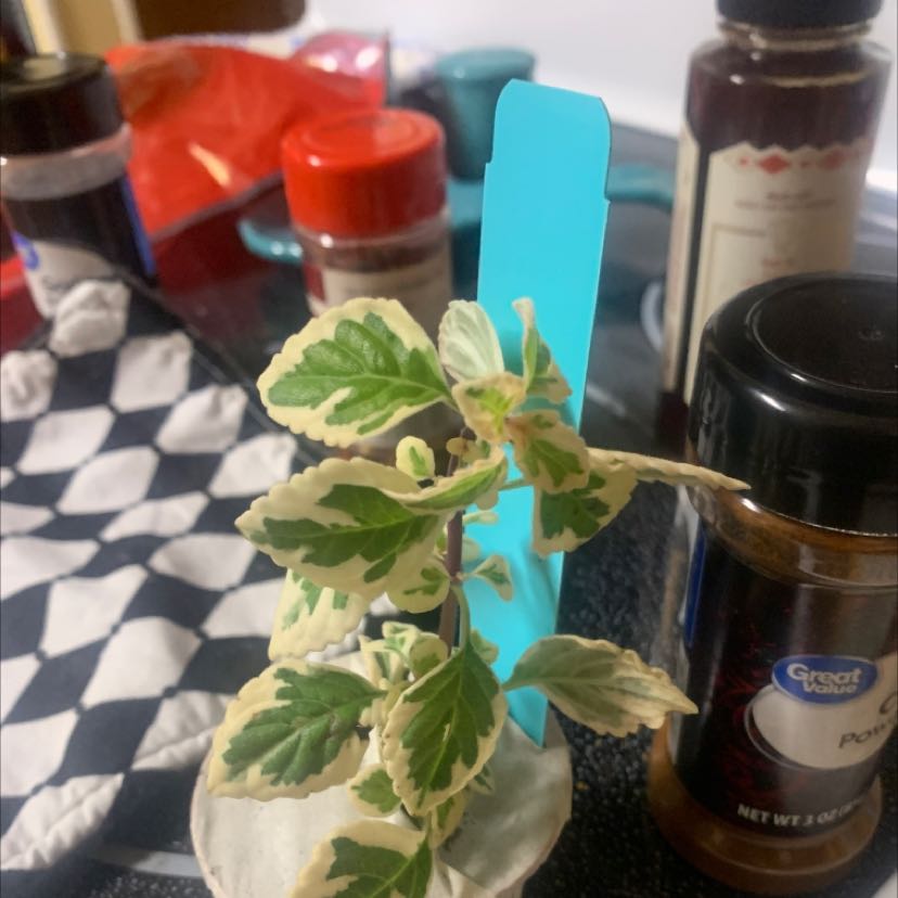 Photo of the plant species Syncolostemon teucriifolius by @ShiningCassava named Candy on Greg, the plant care app