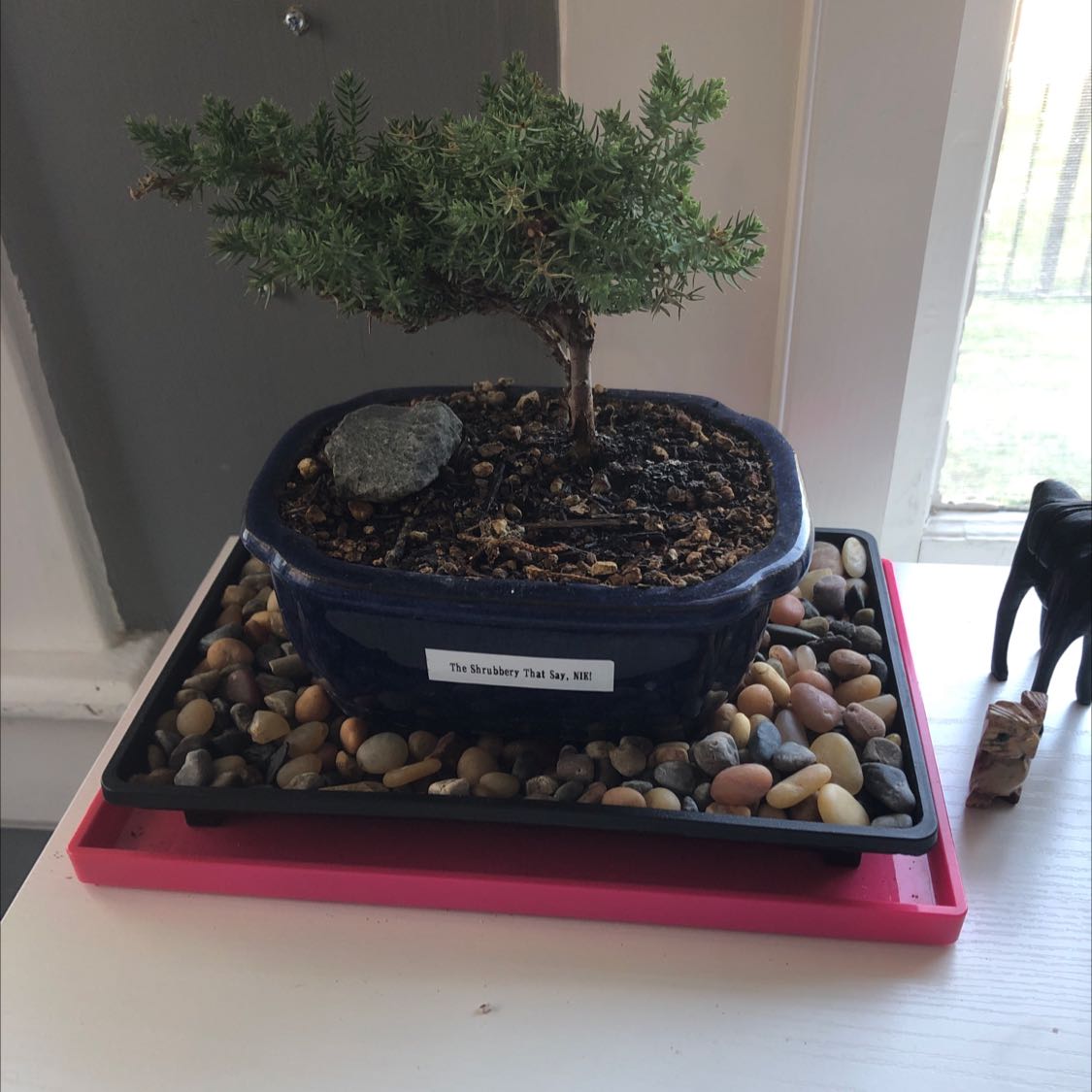 Potted American Common Juniper plant on a tray with decorative stones.