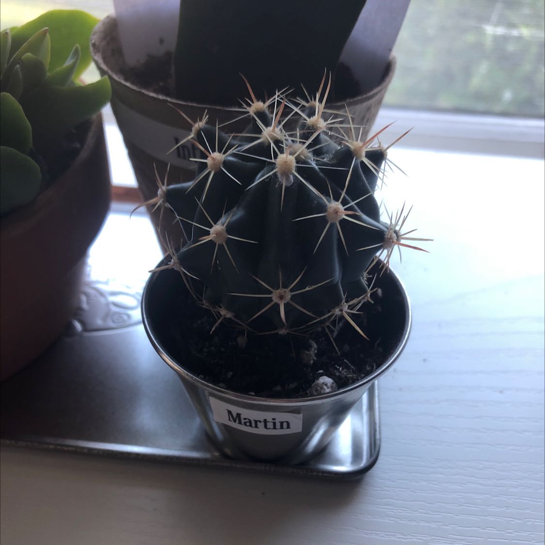 Devil's Tongue Barrel Cactus in a metal pot labeled 'Martin', appears healthy.