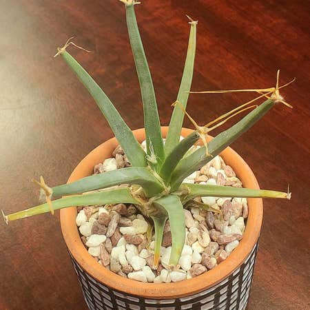 Photo of the plant species Agave Cactus by @Dustmite named Leuchtenbergia Principis on Greg, the plant care app