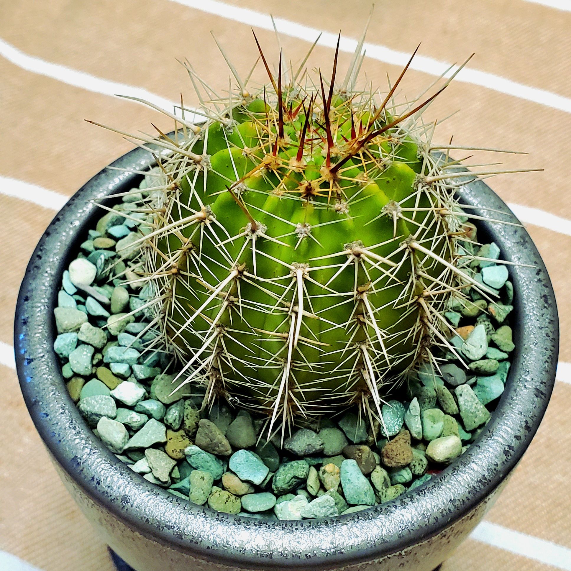 Echinobivia 'Rainbow Bursts' cactus in a pot with gravel on the soil surface.