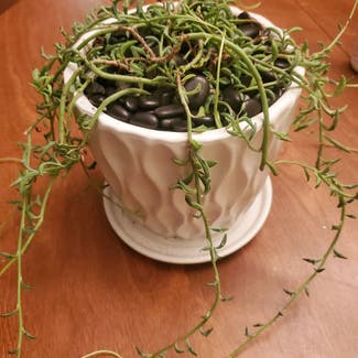 String of Dolphins plant in North Royalton, Ohio