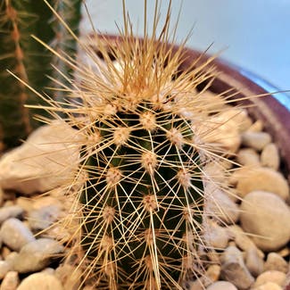 Rusty Hedgehog Cactus plant in North Royalton, Ohio