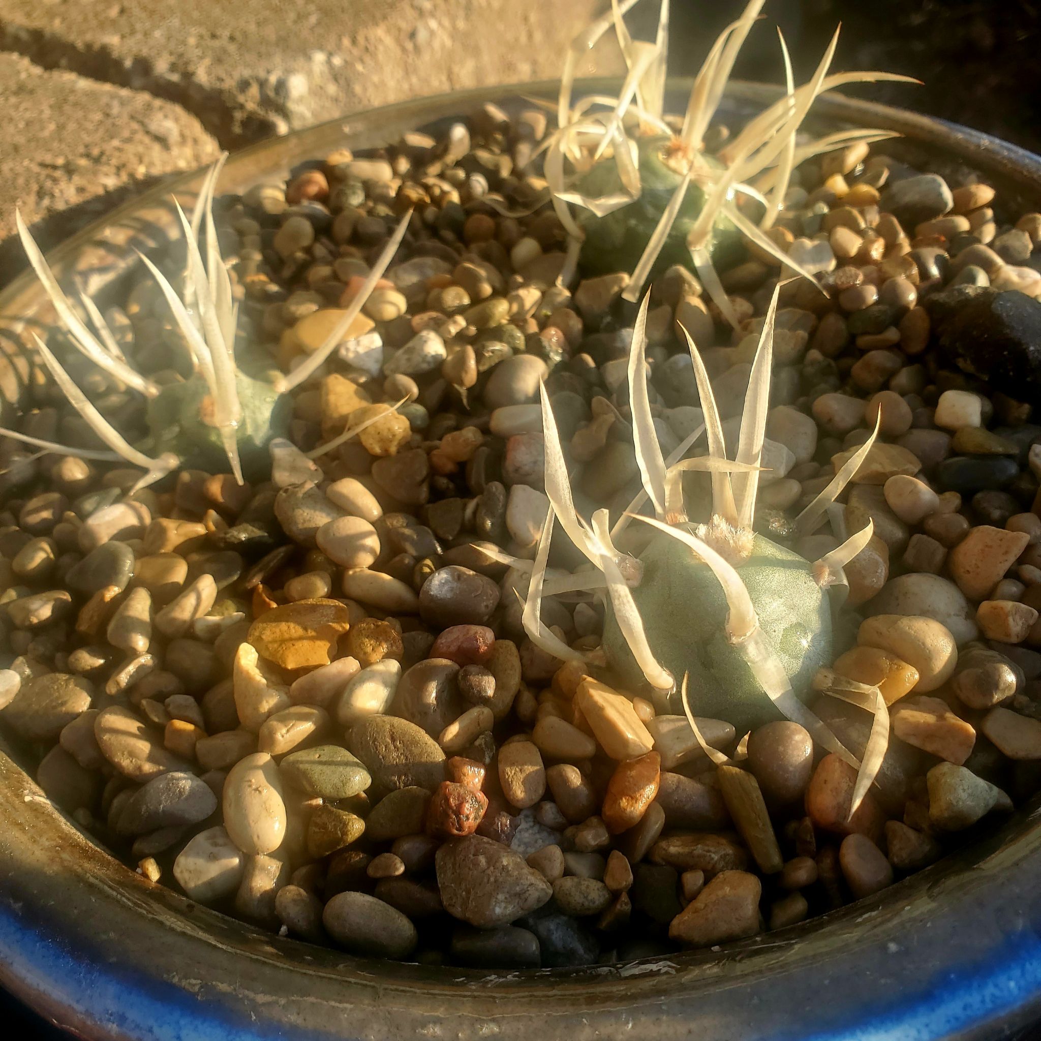 Paper Spine Cactus in a pot with pebbles, showing healthy stems.