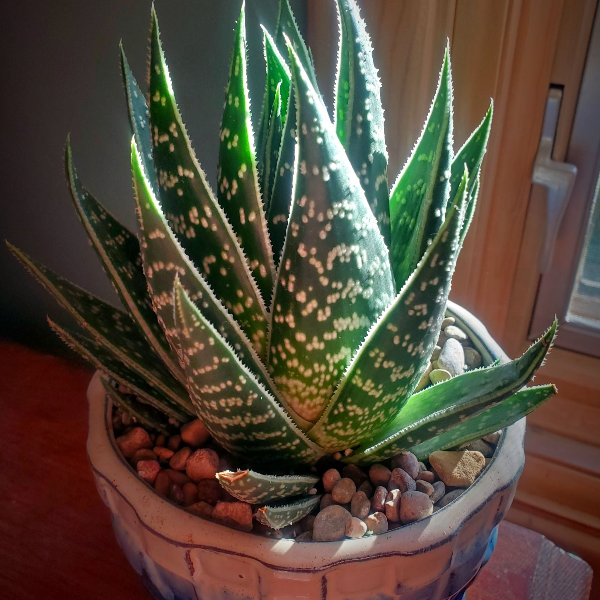 Photo of the plant species Aloe 'Tiki Zilla' by @Dustmite named Aloe 'Tiki' on Greg, the plant care app