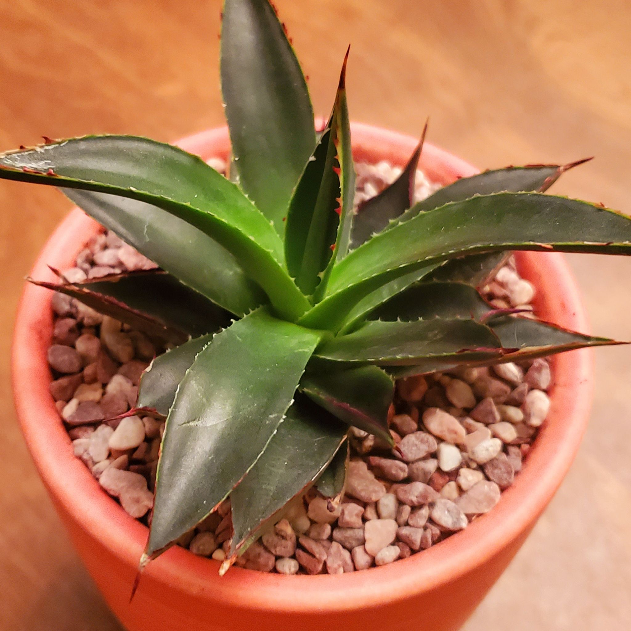 Potted Agave 'Blue Glow' plant with healthy green leaves.