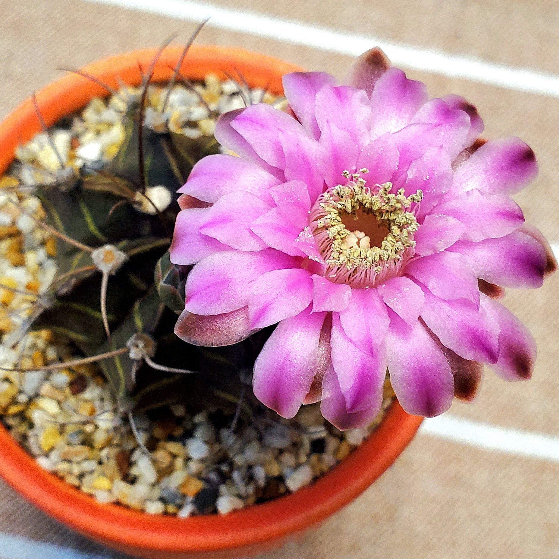 Gymnocalycium stenopleurum cactus with a pink flower in a pot.