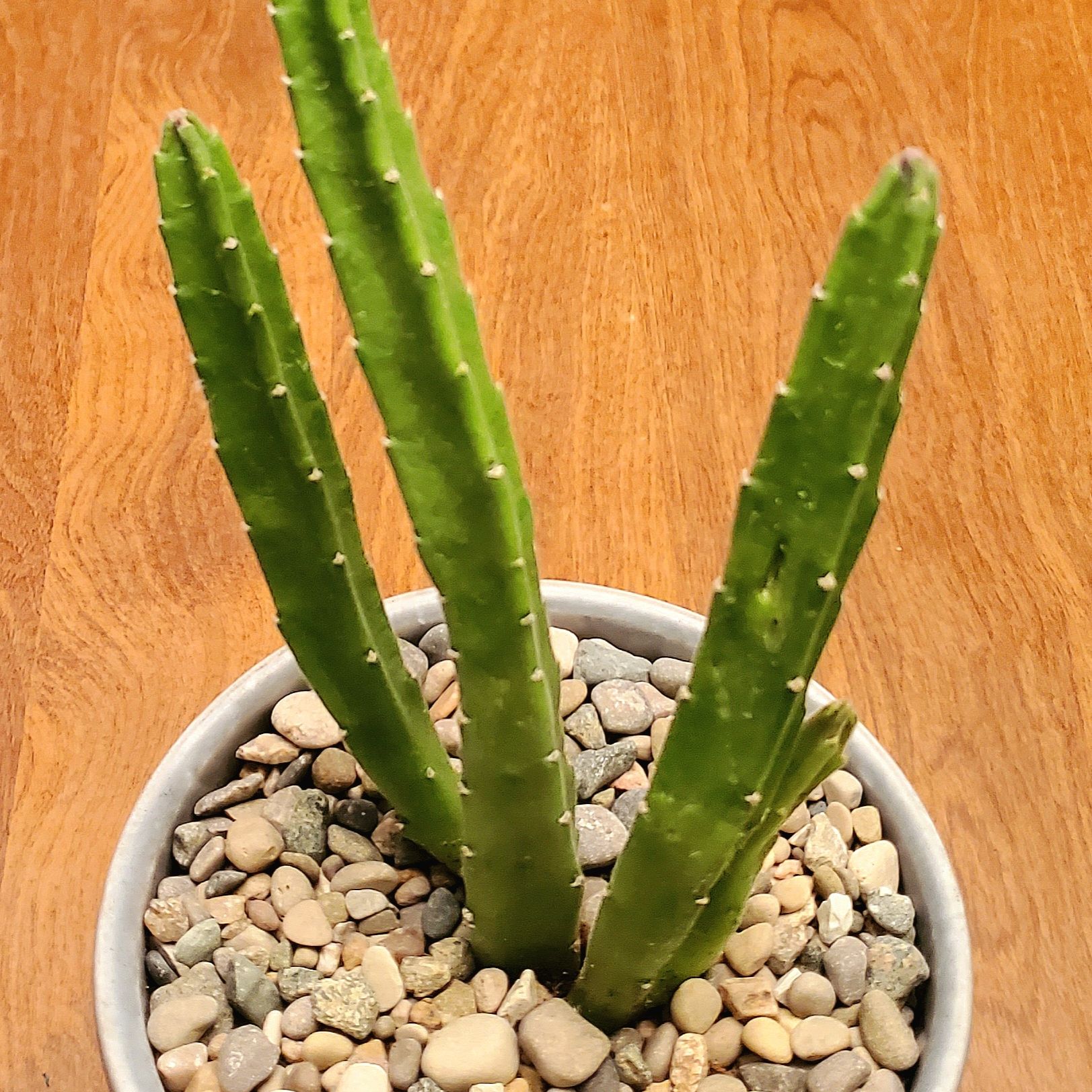 Photo of the plant species Carrion Flower by @Dustmite named Stapelia Leendertziae on Greg, the plant care app