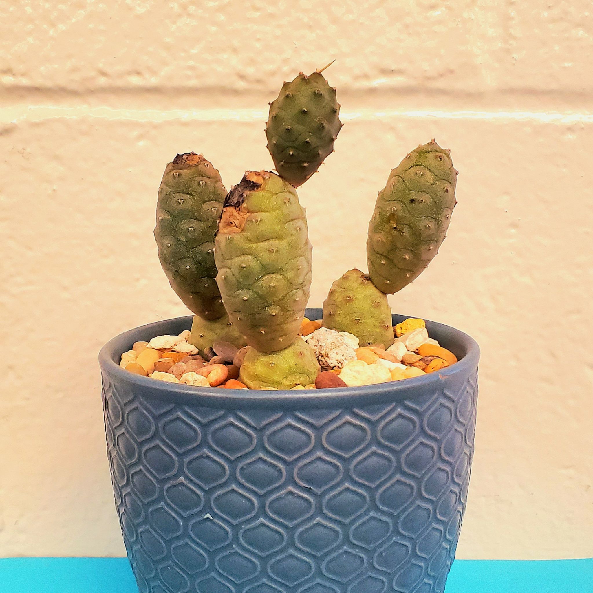 Pine Cone Cactus in a textured pot with some browning at the tips of its segments.
