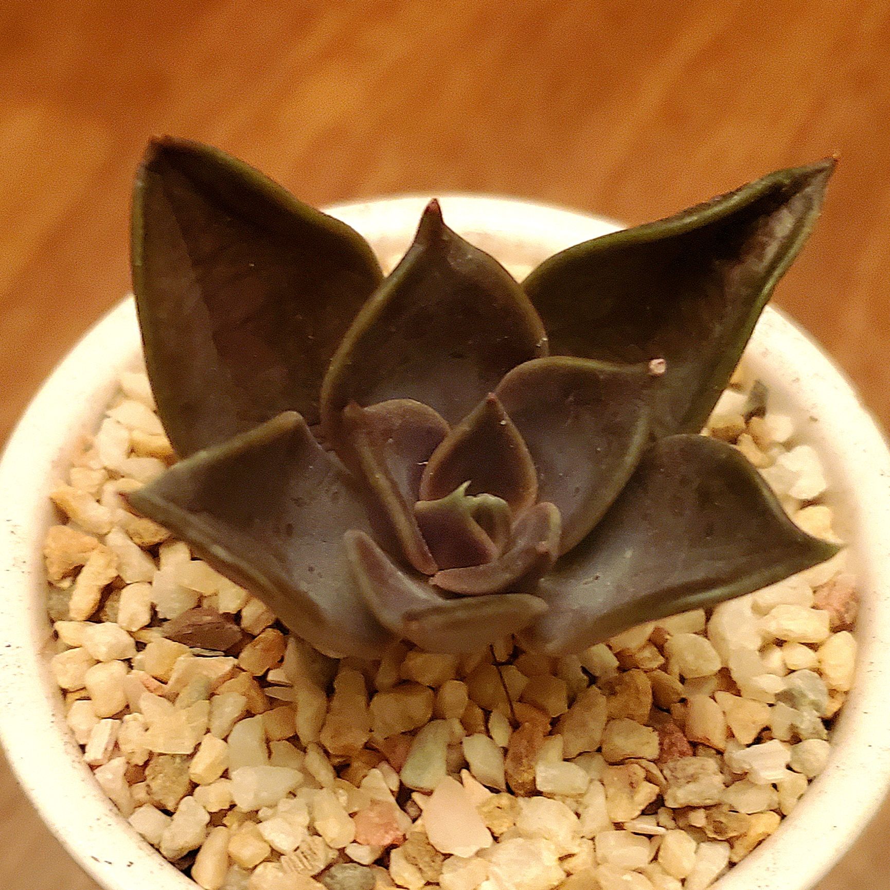 Echeveria 'Dark Moon' succulent in a white pot with gravel, appears healthy.