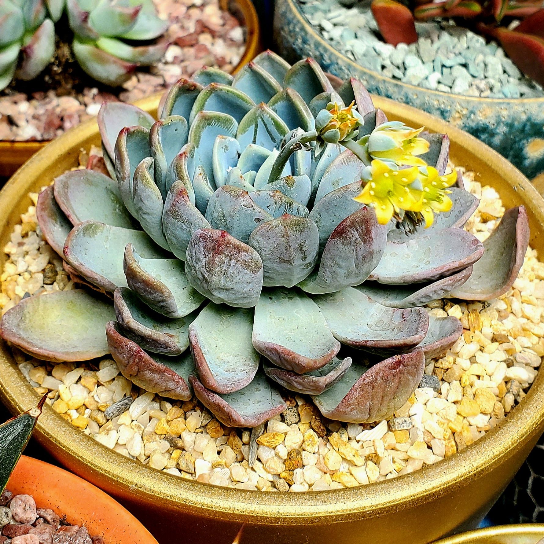 Photo of the plant species Echeveria 'Blue Sky' by @Dustmite named Echeveria 'Big Blue' on Greg, the plant care app