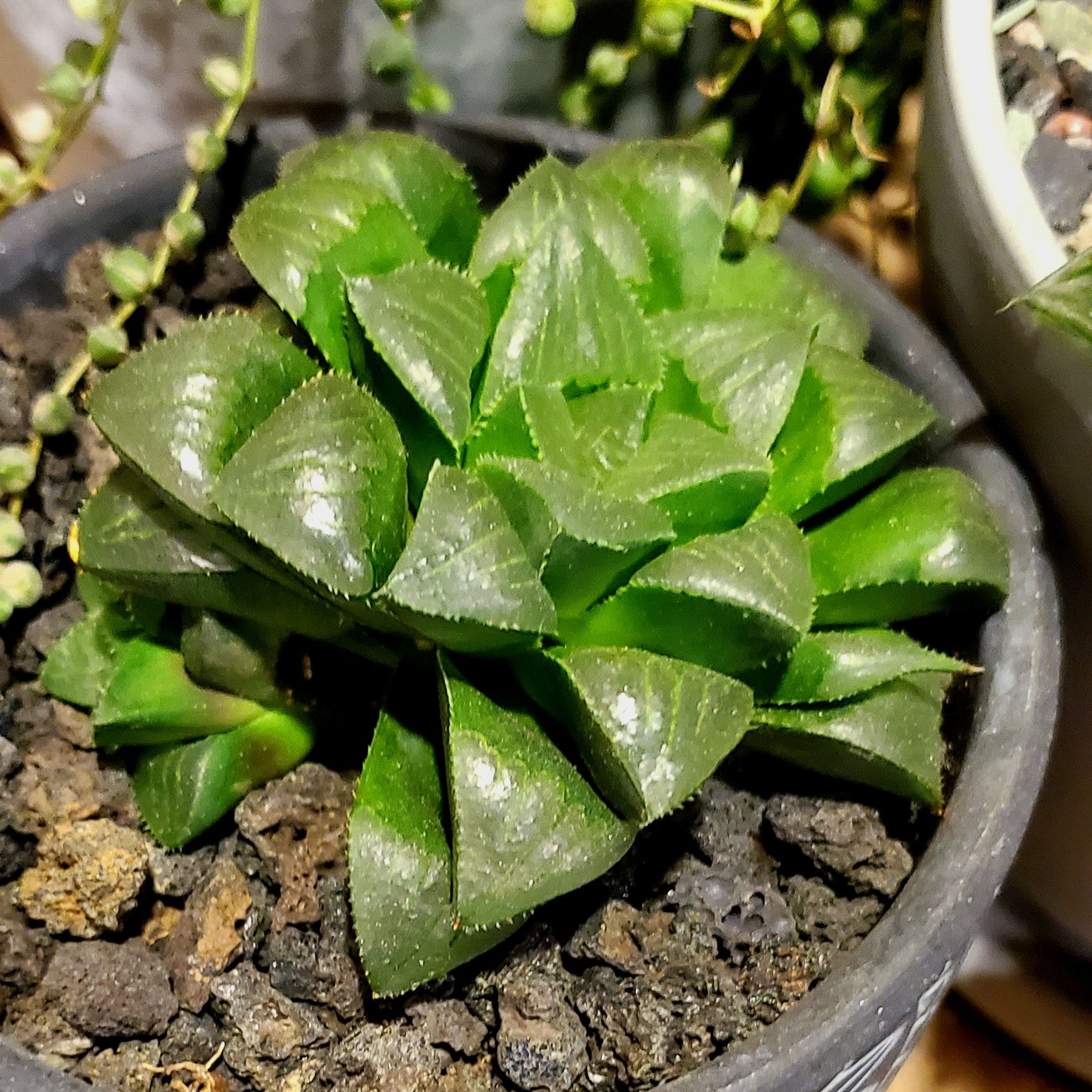 Haworthia bayeri plant in a pot with visible soil, healthy green leaves.